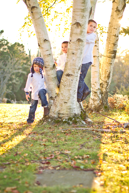 Boys in Birch tree